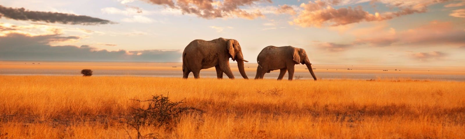 Trabalho Voluntario no Exterior